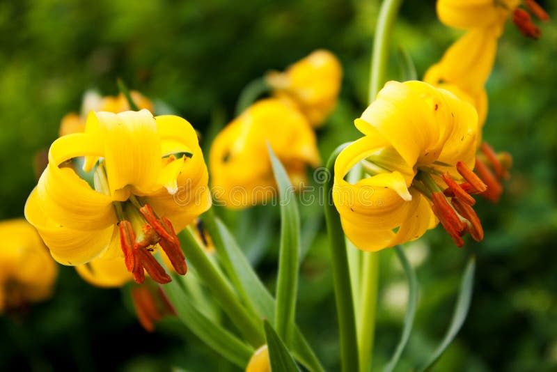 Lily Flowers Lilium Jankae Stock Image Image of lilium, leaves