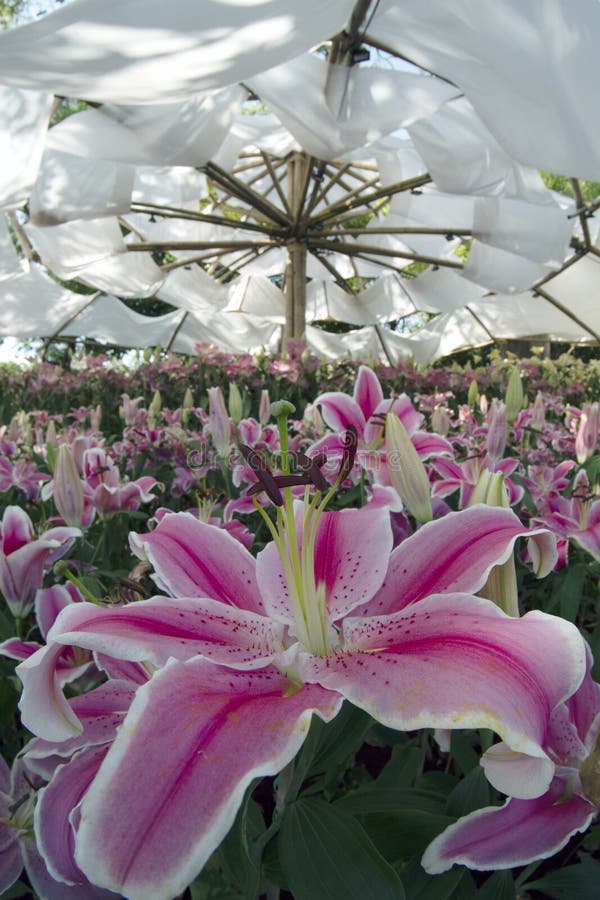 Lily Flowers for Nature Background. Stock Photo Image of orchid