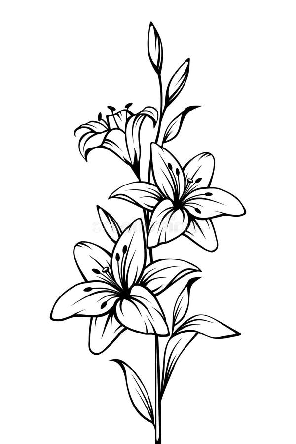 Lily Flowers. Vector Black and White Contour Drawing. Stock Vector
