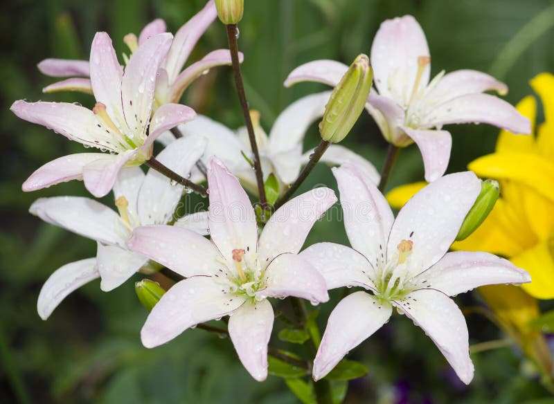 Lily Flowers White with Pink Shade Stock Photo Image of beauty, white