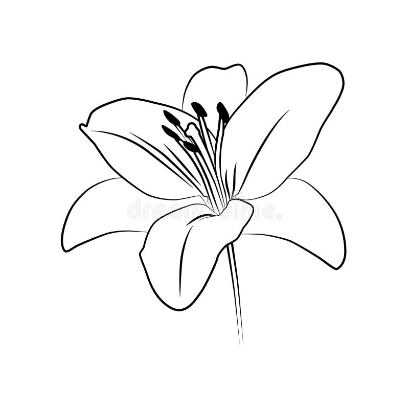Lily Flower Outline