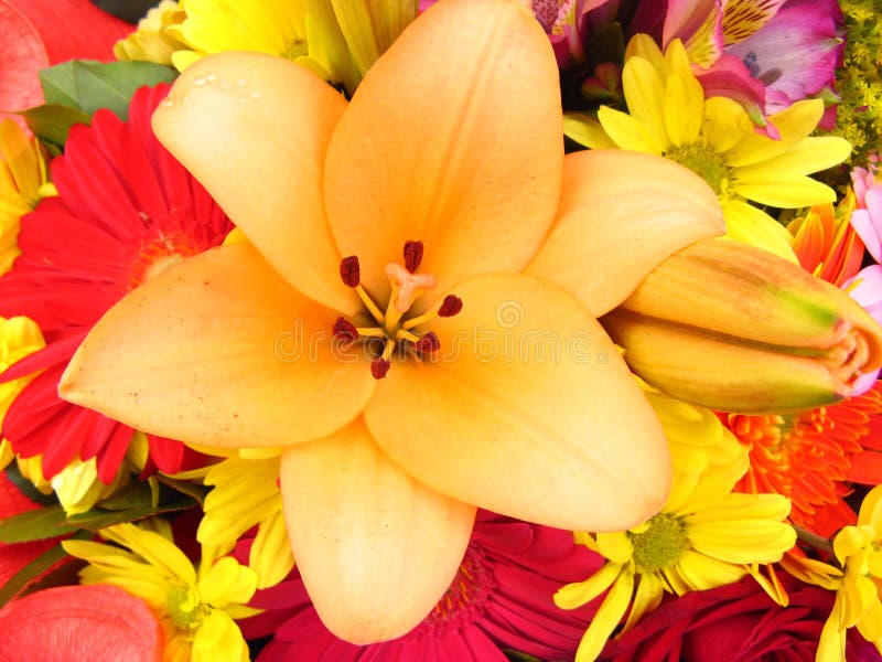 A closeup lily flower with different flowers background. A closeup lily flower with different flowers background