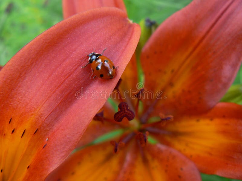 Lily and ladybird