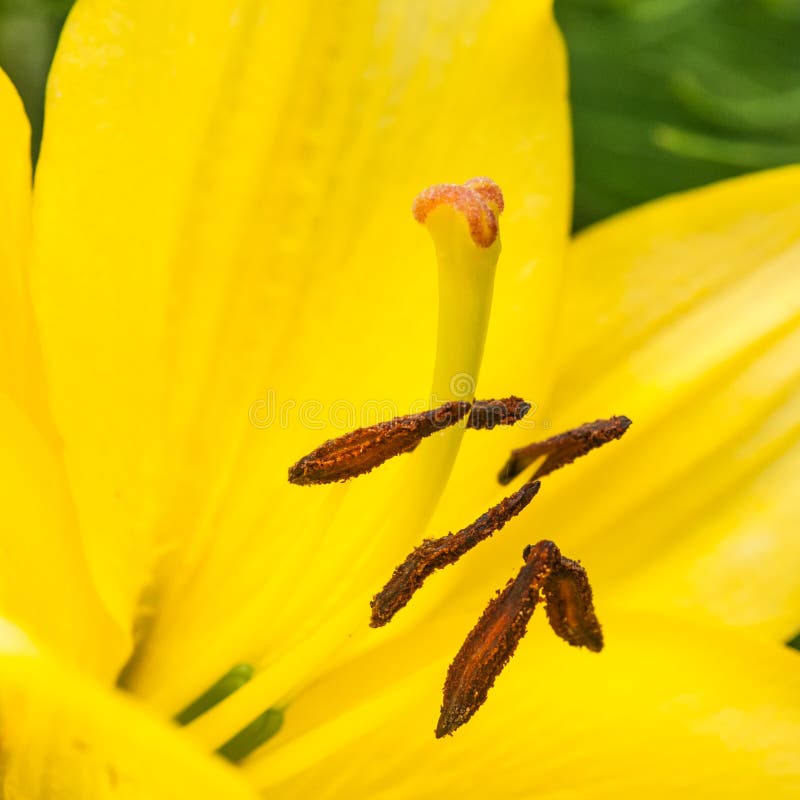 Lily Love II stock image. Image of pretty, growing, closeup 83236539