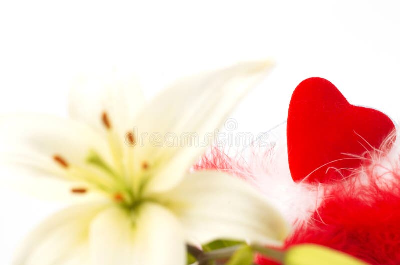 Lily and love stock image. Image of love, classic, florist 768359