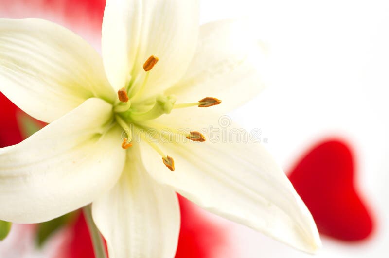 Lily and love stock image. Image of simple, concept, background 768825