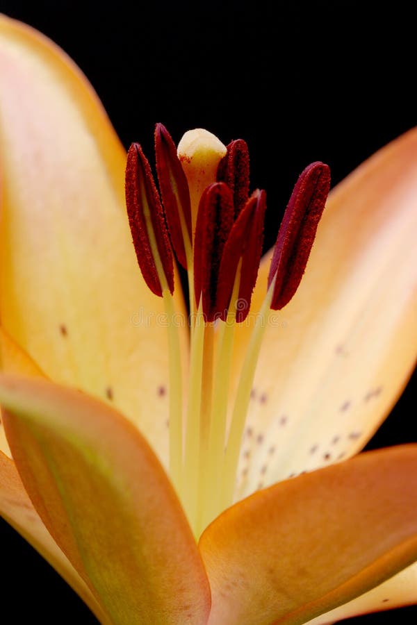Lily macro over black stock photography Lily macro over black stock photography