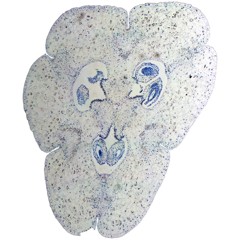 Завязь и семяпочка под микроскопом Lily ovary micrograph stock photo. Image of plant, microscope - 46947198