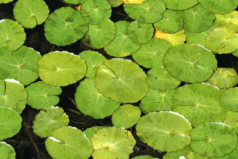 Lily pad stock image. Image of leaves, water, spring, plant 885827