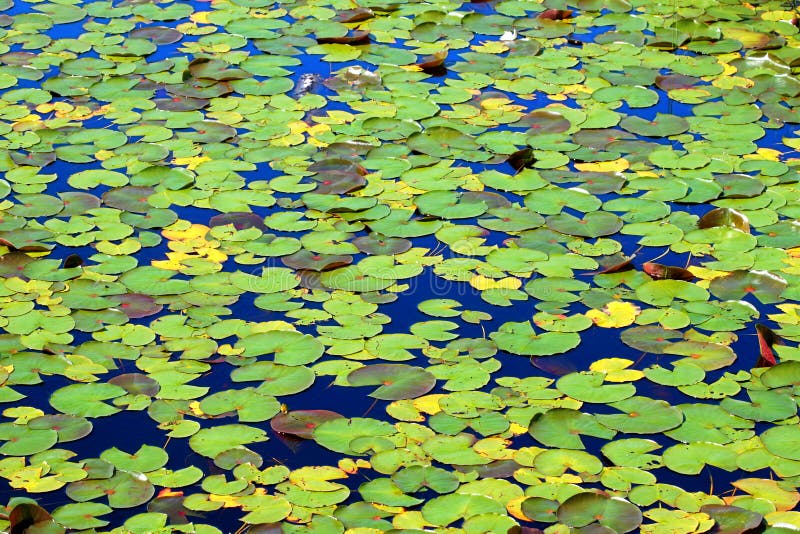 Lily Pad Background Wisconsin