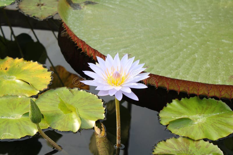 Lily Pad and Lotus stock photo. Image of plant, nature - 141587290
