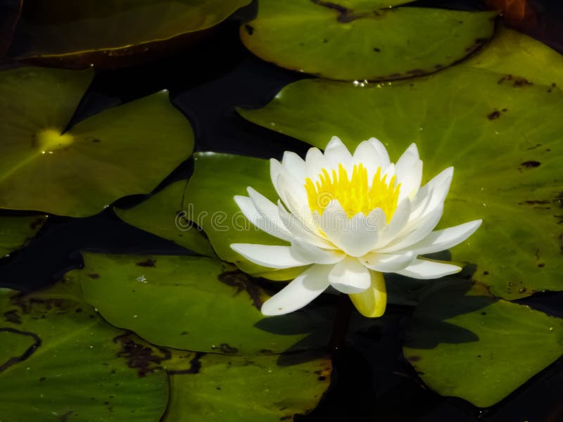 Lily Pad stock photo. Image of aquatic, herb, white, green 54523452
