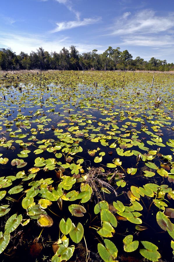 Download Lily Pad Swamp stock image. Image of lotus, meditation - 13863925