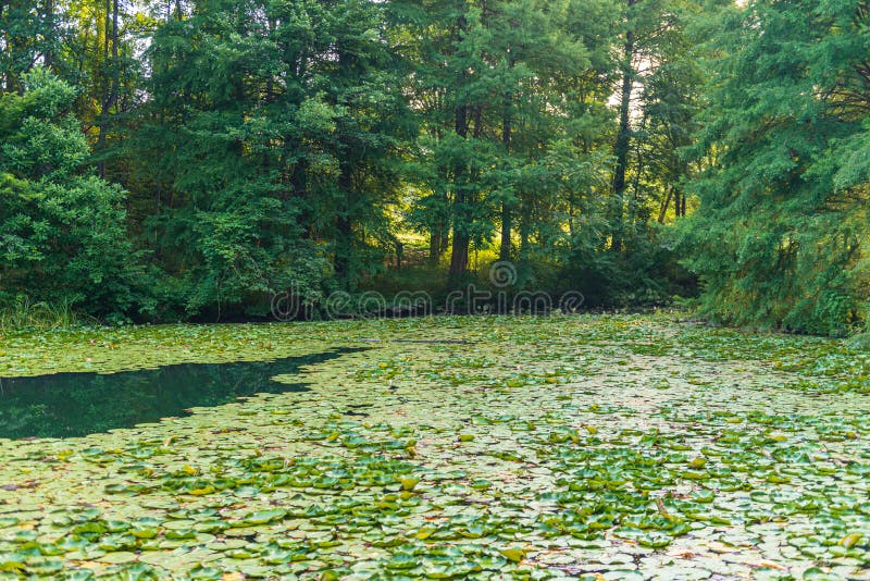 Lily Pads Cover een Meer stock afbeelding Lily Pads Cover een Meer stock afbeelding