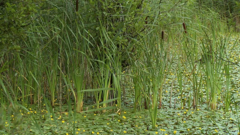 Lily Pads E Typha Nello Swamp
