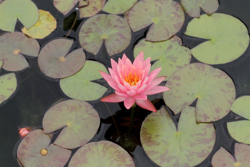 Lily pads and flower