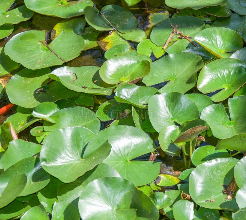 Lily Pads Layers imagen de archivo. Imagen de primer 71285317