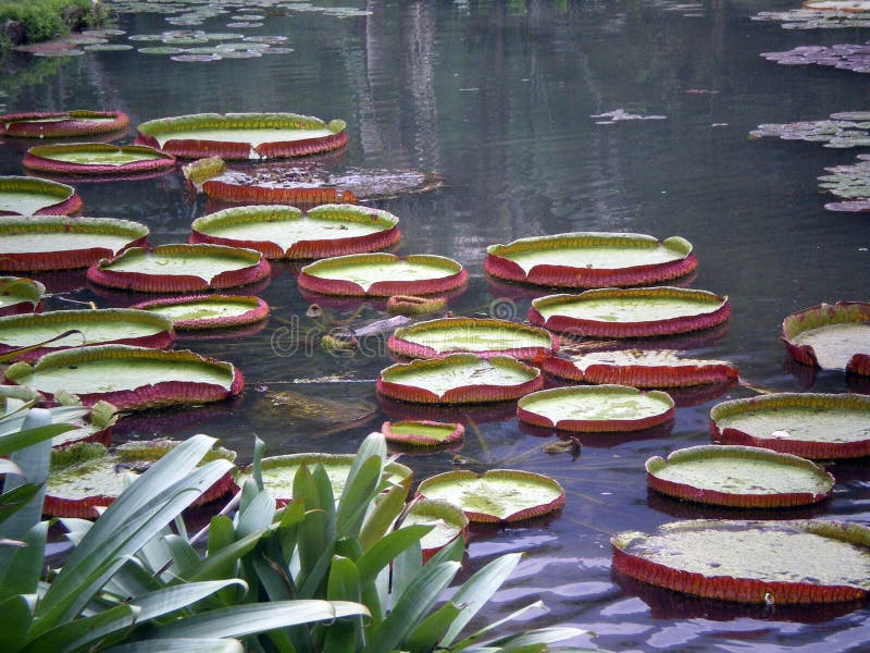 Lily pads in a pond