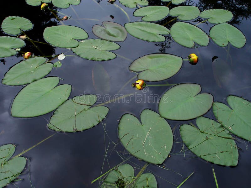 Lily pads on pond