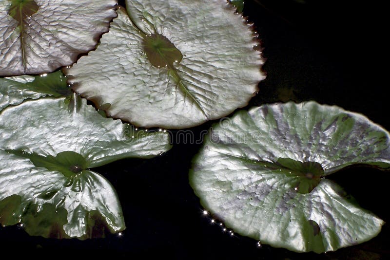 Lily Pads in pond stock photo. Image of tropical, lily - 235044