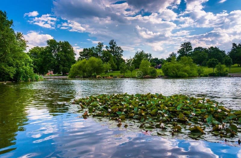 Lily pads in the pond at Patterson Park in Baltimore, Maryland.