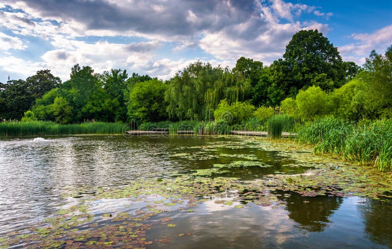 Lily pads in the pond at Patterson Park in Baltimore, Maryland.