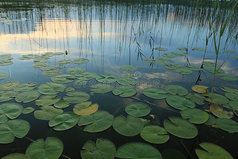 Lily pads at the pond