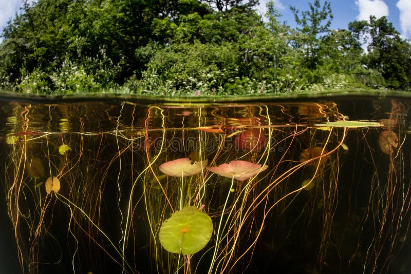 142 Lily Pads Underwater Photos Free Royalty Free Stock Photos From Dreamstime 142 Lily Pads Underwater Photos Free Royalty Free Stock Photos From Dreamstime