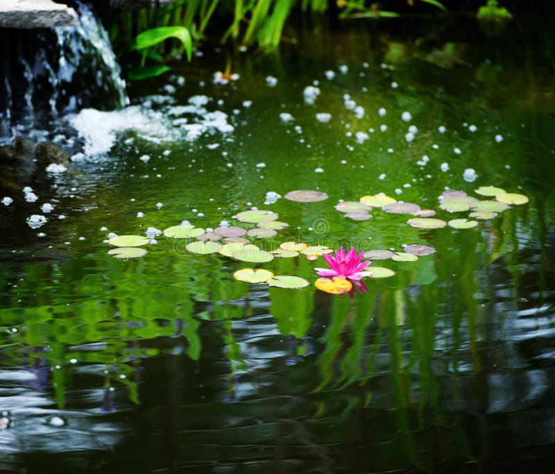 Lily Pads and Water Lily in a Pond