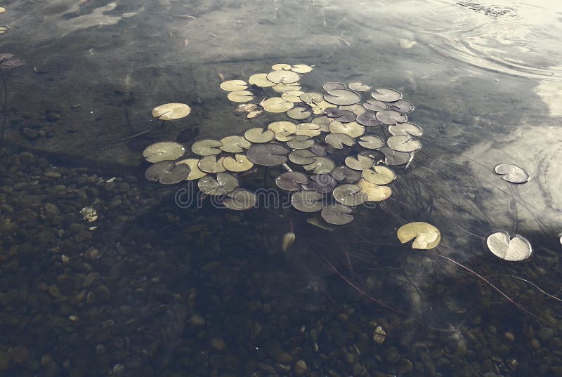 Lily pads on the water stock photo. Image of lotus, lilly 215054256