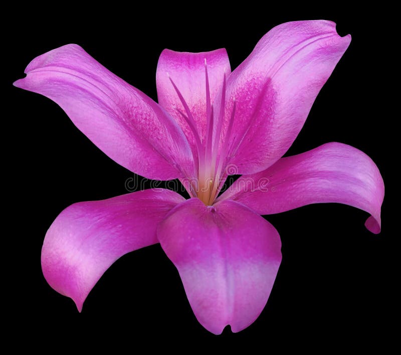 Lily pink flower, isolated with clipping path, on a black background. beautiful lily, transparent orange center. for design