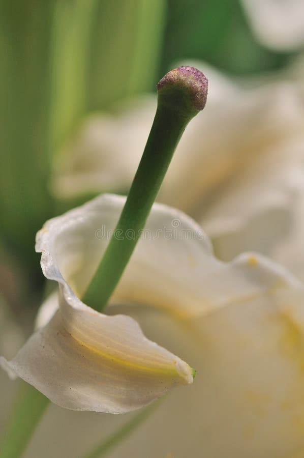 Lily pistil abstract stock photo. Image of abloom, petal 5398076