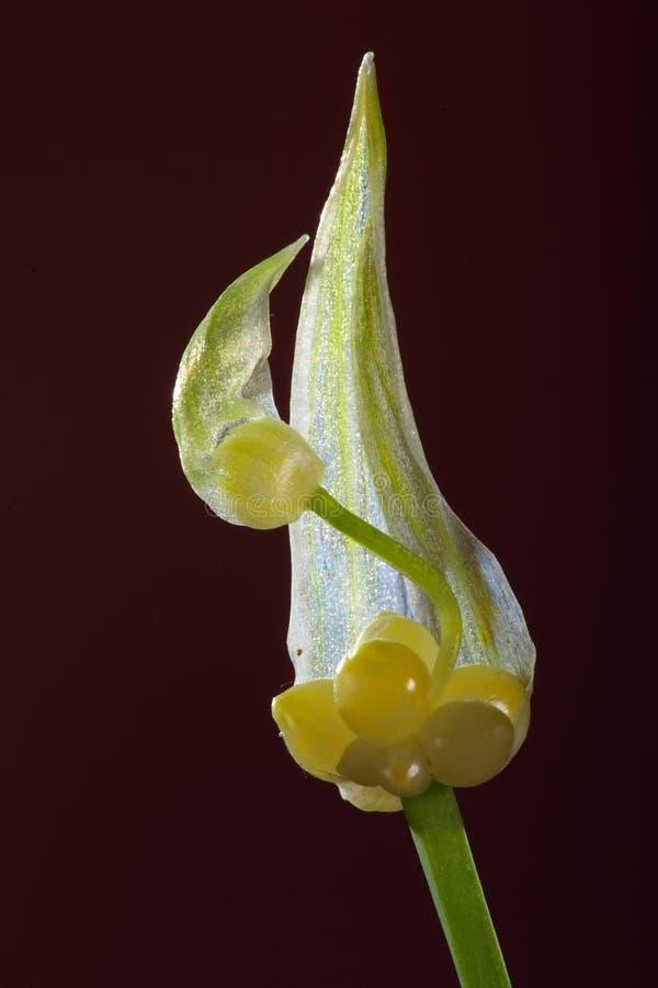 Lily plant and flower stock images