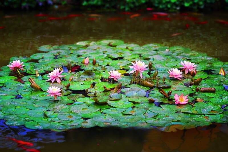 Lily pond with KOI