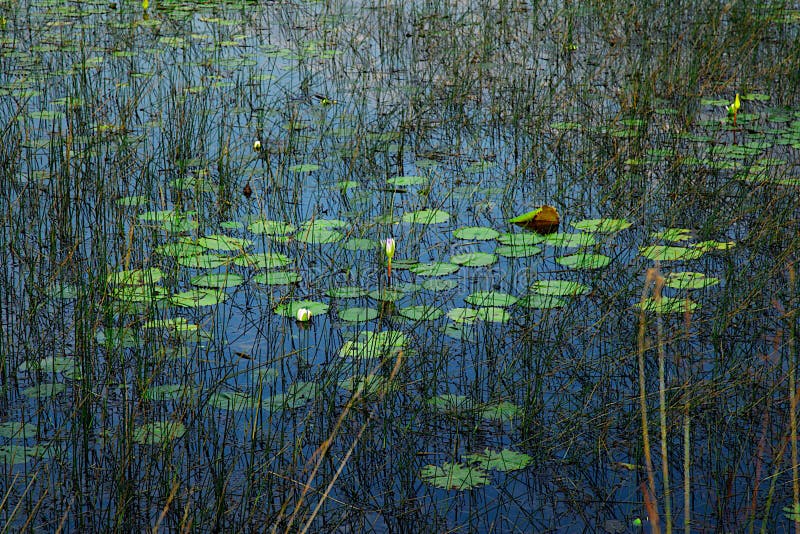 Lily Pond with Vivid Blue Sky Reflection and Green Colors