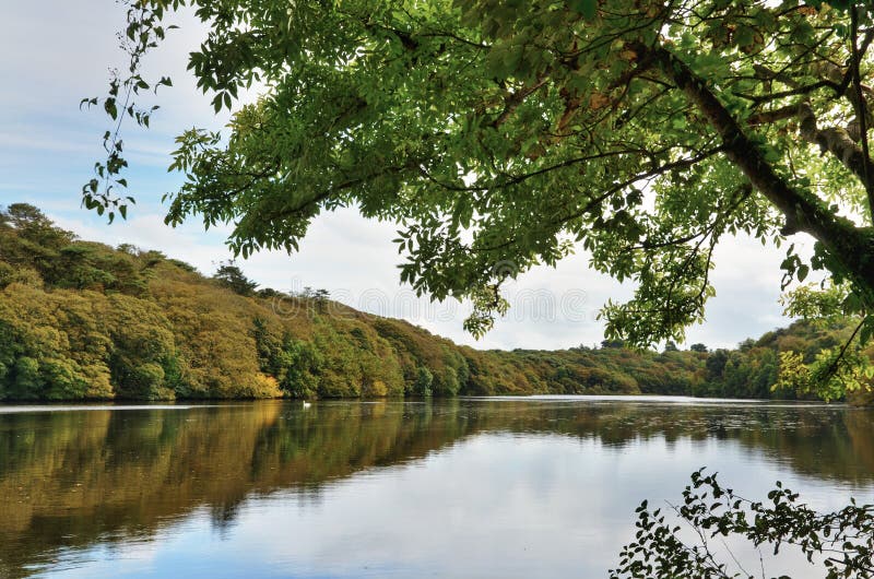 Lily Ponds on Stackpole Estate, Bosherston. Stock Photo Image of leafy, reflection 28012848