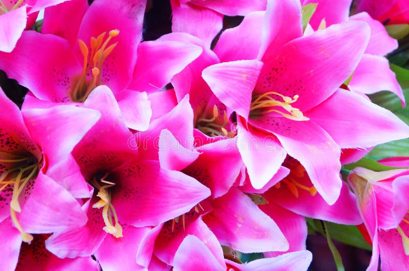 Lily, Flower, Garden, Flower Shop, Sale, Flower Petals, Plant, Natural, Landscape, Tourism