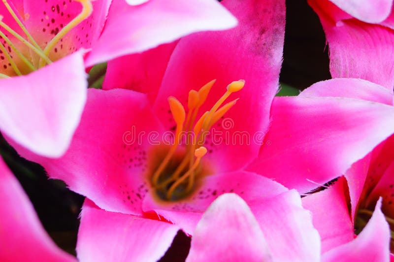 Lily, Flower, Garden, Flower Shop, Sale, Flower Petals, Plant, Natural, Landscape, Tourism