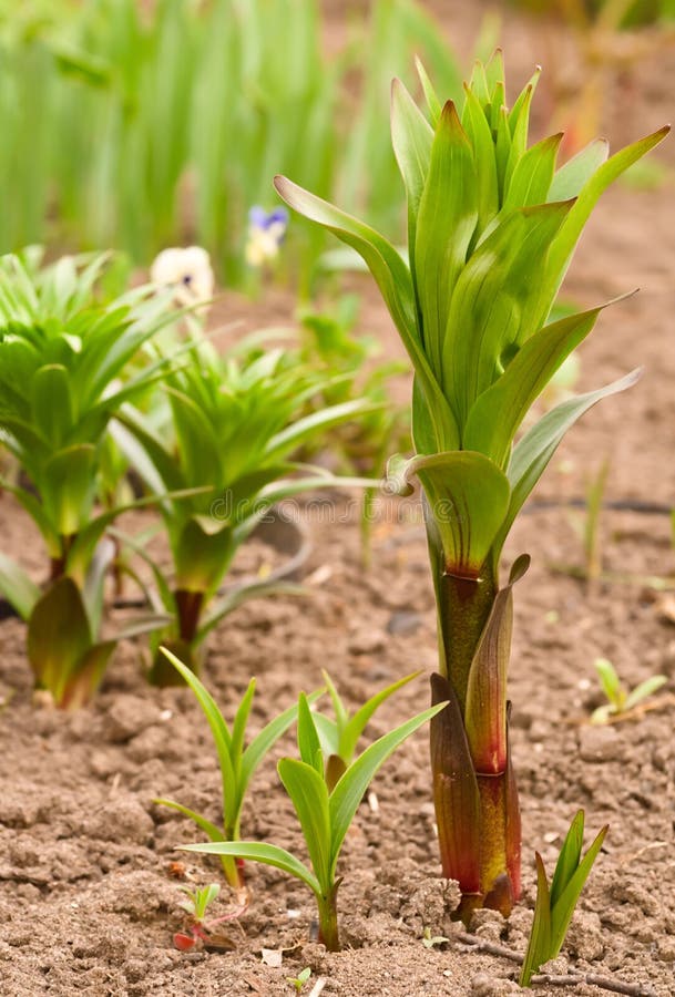 Lily sprout stock image. Image of grow, nature, growth 20563783