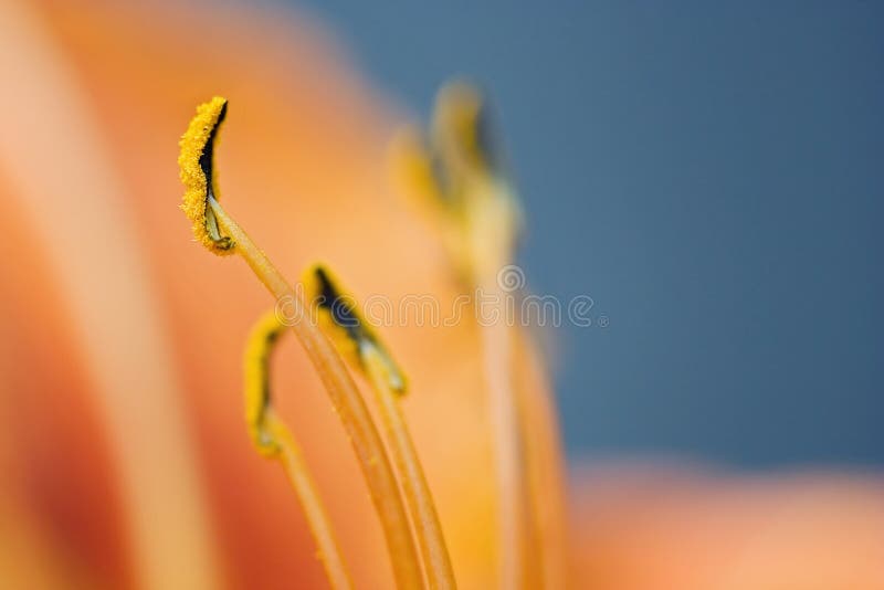 Lily stamen stock photo. Image of lilly, nature, floral 13328190