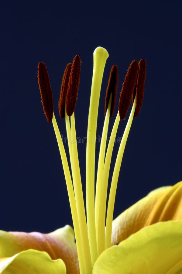 Lily stamen stock image. Image of petals, flowering, floral 299443