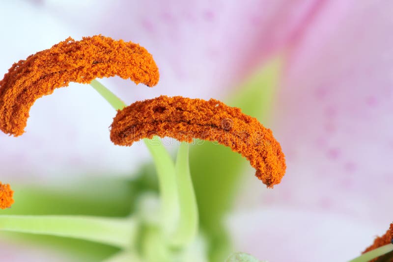 Lily stamen stock image. Image of lilies, closeup, garden 69777797