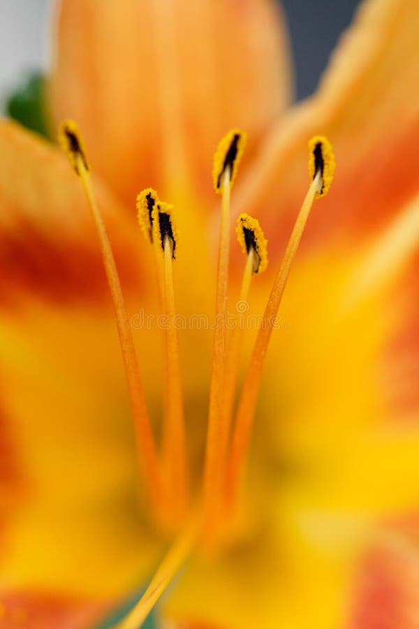 Lily stamen stock photo. Image of open, fragility, nature - 27981188
