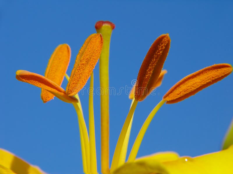 Lily stamens