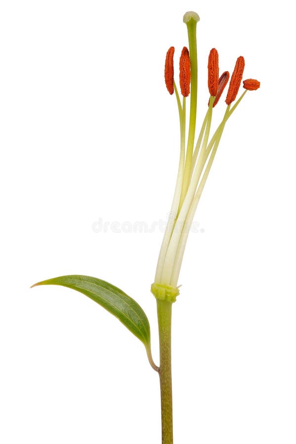 Lily Stamens and Pistil Close-Up on White Background