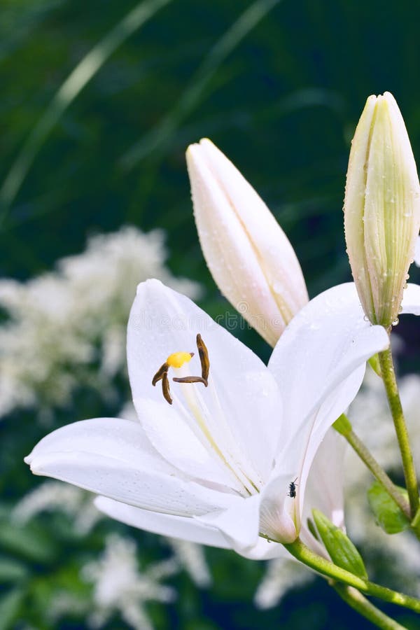 Lily with two buds
