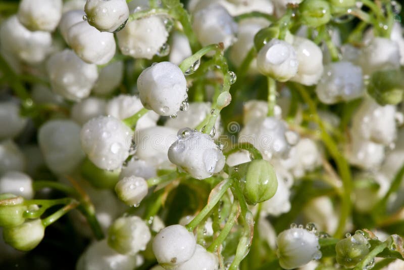 Lily of the valey Flowers