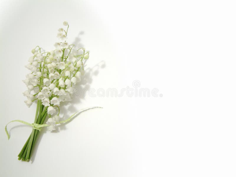 Lily of the valley royalty free stock images Lily of the valley royalty free stock images