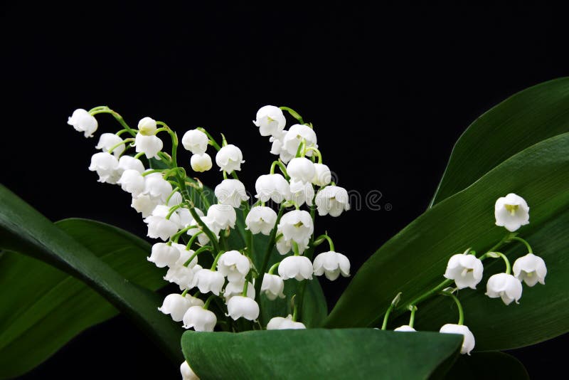 Lily-of-the-valley stock photo. Image of floral, flora - 22048650