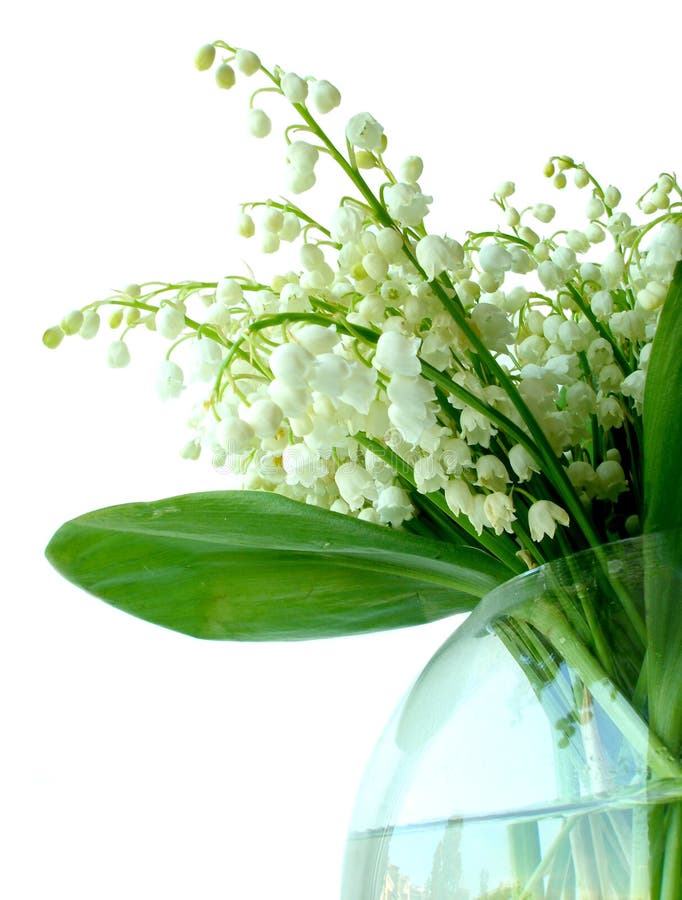 Lily of the valley